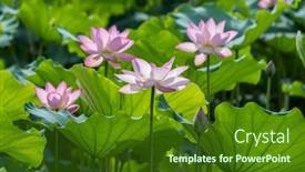  Presentation with lotus flower - 