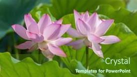  Presentation with lotus - 