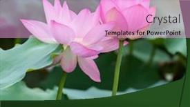  Presentation with lotus flower - Colorful PPT theme enhanced with lotus-flower-and-lotus-flower backdrop and a lavender colored foreground