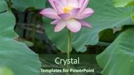  Presentation with lotus flower - 