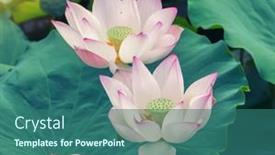  Presentation with lotus - Slide deck enhanced with lotus-flower-and-lotus-flower background and a ocean colored foreground