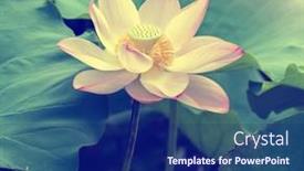 Presentation with lotus flower - Slide set consisting of lotus-flower-and-lotus-flower background and a navy blue colored foreground