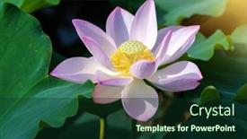  Presentation with lotus - 