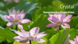  Presentation with lotus - 