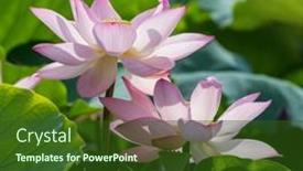  Presentation with lotus flower - 