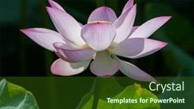  Presentation with lotus flower - Cool new presentation theme with lotus-flower-and-lotus-flower backdrop and a tawny brown colored foreground