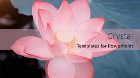  Presentation with lotus flower - 