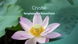  Presentation with lotus flower - 