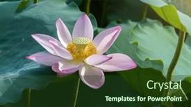  Presentation with lotus flower - 