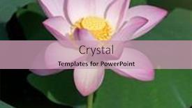  Presentation with lotus - 