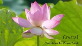  Presentation with lotus - 