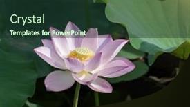  Presentation with lotus flower - 