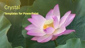  Presentation with lotus - Audience pleasing theme consisting of lotus-flower-and-lotus-flower backdrop and a tawny brown colored foreground