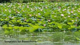  Presentation with lotus - 