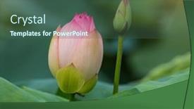  Presentation with lotus flower - 