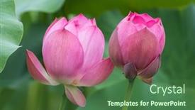  Presentation with lotus - 