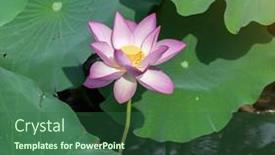  Presentation with lotus - 