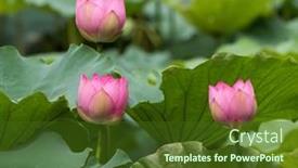  Presentation with lotus flower - 