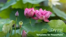  Presentation with lotus flower - 