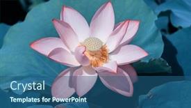  Presentation with lotus - Audience pleasing slide set consisting of lotus-flower-and-lotus-flower backdrop and a ocean colored foreground
