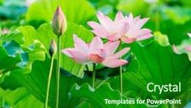  Presentation with lotus flower - Amazing PPT theme having virtud - lotus flower blooming in summer backdrop and a forest green colored foreground