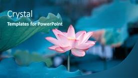  Presentation with lotus flower - PPT layouts having lotus-flower-blooming-in-summer background and a ocean colored foreground