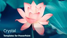  Presentation with lotus flower - Cool new PPT theme with lotus-flower-blooming-in-summer backdrop and a navy blue colored foreground