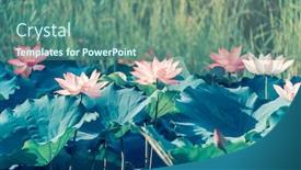 Presentation with pond - PPT theme consisting of lotus-flower-blooming-in-summer background and a ocean colored foreground
