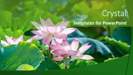  Presentation with lotus flower - PPT theme consisting of lotus-flower-blooming-in-summer background and a tawny brown colored foreground