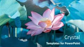  Presentation with lotus flower - Audience pleasing presentation theme consisting of lotus-flower-blooming-in-summer backdrop and a ocean colored foreground