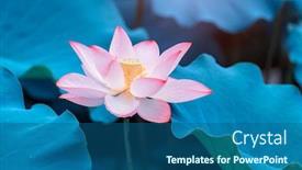  Presentation with lotus flower - Amazing slide deck having lotus-flower-blooming-in-summer backdrop and a ocean colored foreground