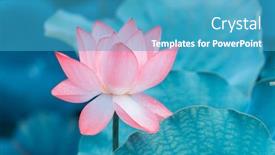  Presentation with lotus - PPT theme consisting of lotus-flower-blooming-in-summer background and a teal colored foreground