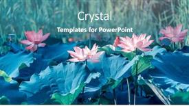  Presentation with lotus flower - Cool new theme with lotus-flower-blooming-in-summer backdrop and a teal colored foreground
