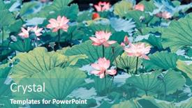  Presentation with lotus flower - Beautiful slide set featuring lotus-flower-blooming-in-summer backdrop and a teal colored foreground