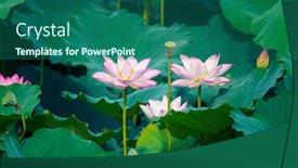  Presentation with pond - Colorful presentation theme enhanced with lotus-flower-blooming-in-summer backdrop and a ocean colored foreground