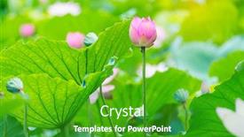  Presentation with lotus flower - Presentation theme featuring lotus-flower-blooming-in-summer background and a shamrock green colored foreground