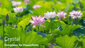 Presentation with lotus flower - Audience pleasing slides consisting of lotus-flower-blooming-in-summer backdrop and a forest green colored foreground