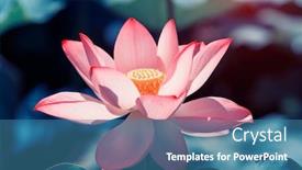  Presentation with pond - Amazing PPT layouts having lotus-flower-blooming-in-summer backdrop and a teal colored foreground