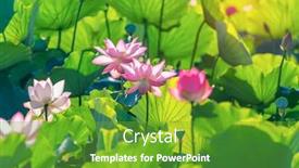  Presentation with lotus flower - Slide deck consisting of lotus-flower-blooming-in-summer background and a shamrock green colored foreground