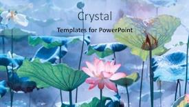  Presentation with lotus flower - PPT theme featuring lotus-flower-blooming-in-summer background and a light blue colored foreground
