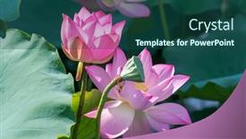  Presentation with lotus flower - Slide deck enhanced with lotus-flower-blooming-in-summer background and a ocean colored foreground