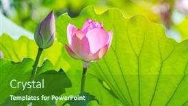  Presentation with lotus flower - Audience pleasing PPT theme consisting of lotus-flower-blooming-in-summer backdrop and a tawny brown colored foreground