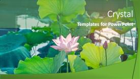  Presentation with lotus - Colorful PPT theme enhanced with lotus-flower-blooming-in-summer backdrop and a seafoam green colored foreground