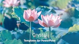  Presentation with lotus flower - Cool new PPT layouts with lotus-flower-blooming-in-summer backdrop and a teal colored foreground