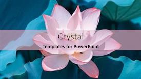  Presentation with lotus - PPT theme consisting of lotus-flower-blooming-in-summer background and a lemonade colored foreground