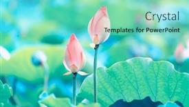  Presentation with lotus flower - Colorful PPT theme enhanced with lotus-flower-blooming-in-summer backdrop and a seafoam green colored foreground