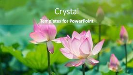  Presentation with lotus - Cool new presentation with lotus-flower-blooming-in-summer backdrop and a tawny brown colored foreground