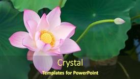  Presentation with lotus flower - Cool new PPT layouts with lotus-flower-blooming-in-summer backdrop and a wine colored foreground