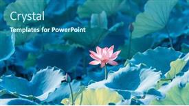  Presentation with lotus flower - Presentation theme having lotus-flower-blooming-in-summer background and a ocean colored foreground
