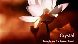  Presentation with lotus blossom - Presentation theme enhanced with lotus flower blossom background and a wine colored foreground